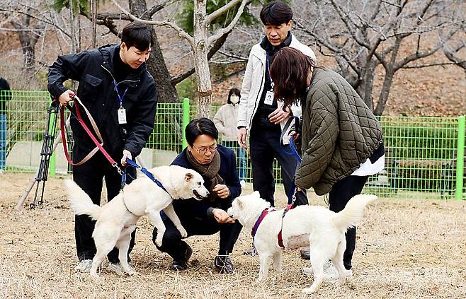 문재인 전 대통령이 김정은 위원장으로부터 받은 풍산개 곰이와 송강을 기르다 정부에 반환한 이후 광주 북구 우치동물원에 넘겨졌다. 강기정 광주시장이 풍산개 곰이와 송강에게 먹이를 주고 있다. 양광삼기자 ygs02@mdilbo.com