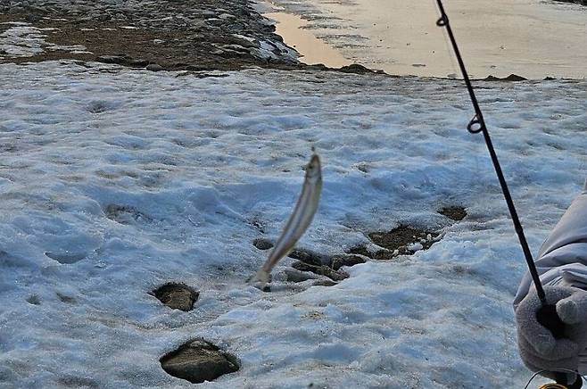 양평빙송어축제에서 빙어 낚시를 즐기고 있는 관람객들. /수미마을