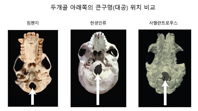 침팬지의 큰구멍(대공)은 두개골 뒤쪽, 현생인류는 두개골 앞쪽에 있다. 사헬란트로푸스는 침팬지보다 앞쪽에 있어 인류와 더 비슷한 형태다. 2013 Nature Education.