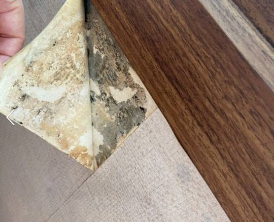 기사와 무관한 사진. 서울 동대문구의 한 빌라에서 입주 후 발견된 곰팡이. 집품 제공