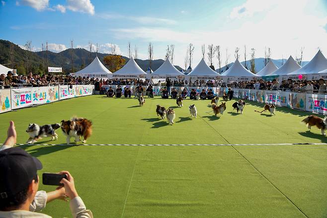 포천 펫스타 축제 현장. 사진=포천시청