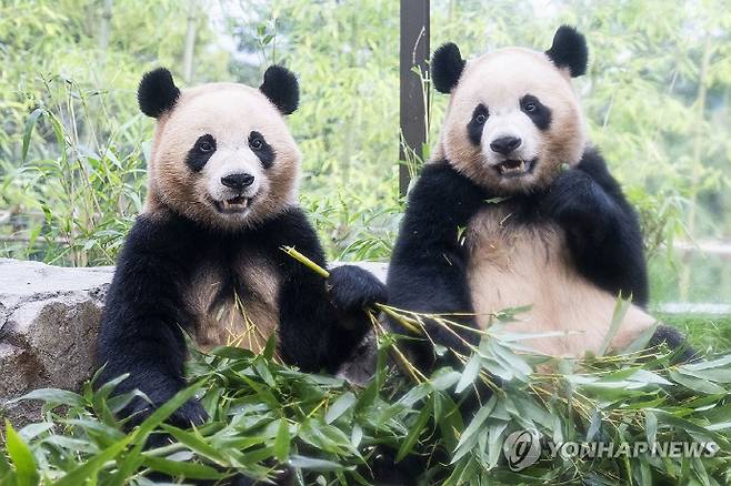 삼성물산 리조트부문 에버랜드 '판다 세컨하우스'에서 독립생활을 이어가고 있는 루이바오와 후이바오의 모습. /연합뉴스