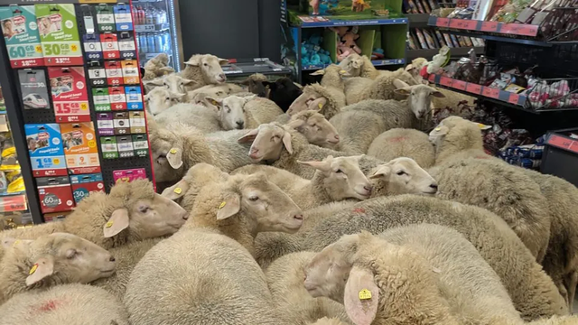 페니 마트를 습격한 양떼 모습. REWE 그룹