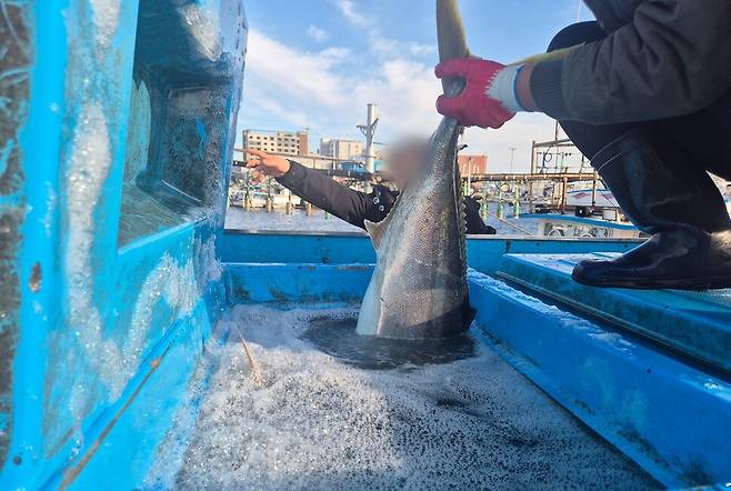 지난 6일 제주도 서귀포시 대정읍 마라도 해역에서 갓 잡힌 방어가 산 채로 차량의 수조로 옮겨지고 있다. 서보미 기자