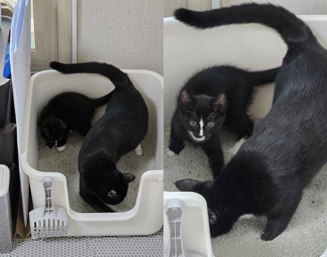 마리 : 볼일 보고 모래를 이케이케 덮어야 널 고양이로 인정할게 보호자 제공