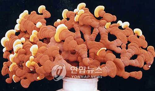 충남도 농업기술원이 개발한 '장생녹각영지버섯' [연합뉴스 자료 사진]