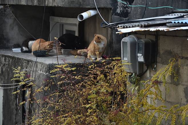 서울 노원구 중계본동 백사마을에는 약 200여마리의 고양이들이 살고 있는 것으로 추정된다. 사진은 건물 철거 전 백사마을에서 거주하던 고양이들. [사진 중앙일보 독자 제공]