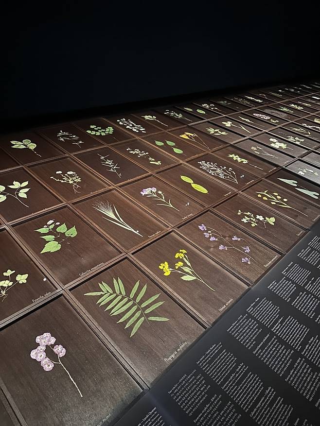 최재은 작가가 일상에서 만난 들풀과 들꽃을 압화한 작업 '우리가 처음 만났을 때'. ⓒ 강은영