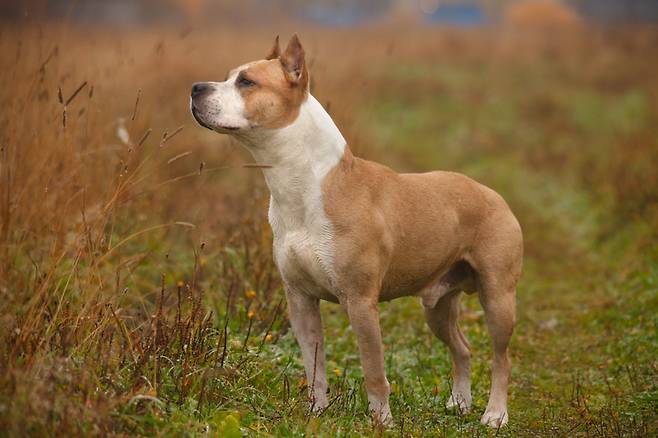 미국의 한 동물보호소에 유기견으로 들어온 반려견이 실종된지 5년 만에 주인과 재회하는 기적 같은 사연이 소개됐다. 사진은 기사 내용과 관련이 없음./사진=게티이미지뱅크