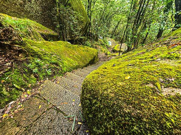 정상에서 중간 셔틀버스정류장으로 이어진 '숲의 요정길'. 이끼가 짙게 낀 식물의 보고이다.
