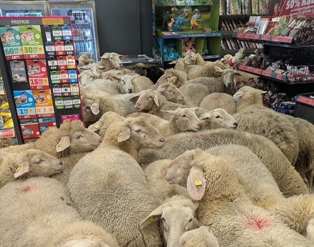 5일(현지시간) 독일 남부 바이에른주 부르크진의 한 농장에서 탈출한 50여 마리의 양들이 할인 슈퍼마켓 '페니(Penny)'를 습격했다. 영국 주재 독일대사관 페이스북