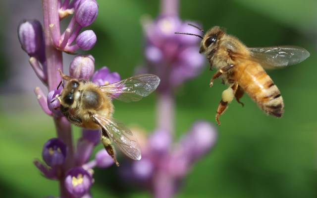 지난해 8월 26일 제주 서귀포시 남원읍 휴애리 자연생활공원에서 꿀벌이 맥문동 꽃에서 꿀을 따고 있다. 연합뉴스.
