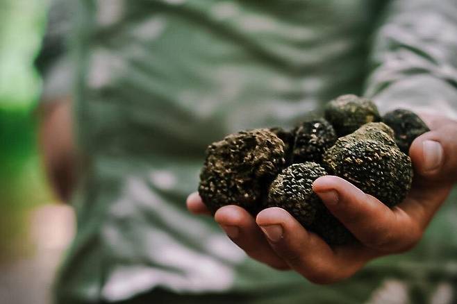 숲 속에서 수확한 트러플. 사진제공|크로아티아관광청/CNTB