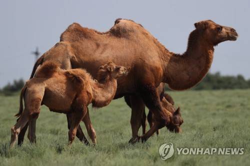 낙타 (야슈쿨 <러시아연방 칼미키야 공화국> 타스=연합뉴스 자료사진) 2021년 8월 23일 러시아연방 칼미키야 공화국의 야슈쿨 근처의 초원에서 촬영된 낙타들의 모습. [기사 내 특정 내용과 무관] (Erik Romanenko/TASS) 2026.1.9.