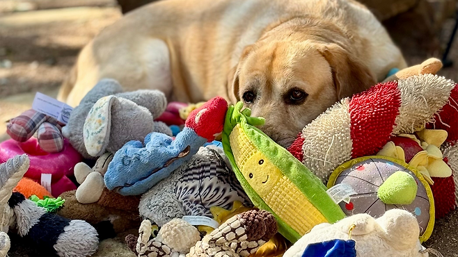 천재견은 주인과 타인의 대화를 엿듣는 것만으로도 사물 이름을 학습하며, 겉모습이 달라도 용도가 같으면 같은 범주로 분류하는 것으로 나타났다. 사진은 실험에 참여한 텍사스주의 라브라도 리트리버 ‘오기’의 모습. AP/뉴시스