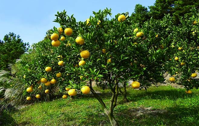 제주도에서 가로수로 쓰이는 하귤나무. 현정석 제공