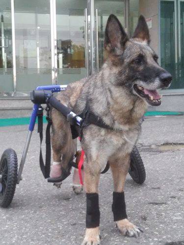 지난 2014년 입양한 캐리는 한달만에 불의의 사고를 당해 하반신이 마비됐다. 캐리는 휠체어를 이용해 걸어다녔다. 이현주씨 제공