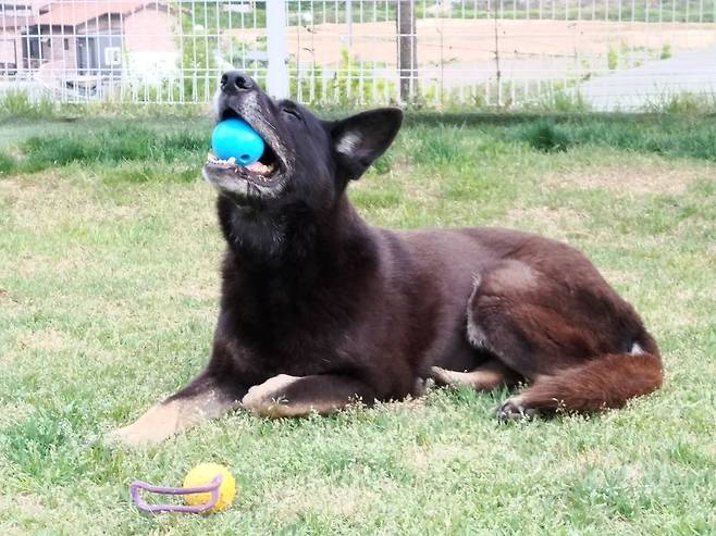 마당에서 공놀이를 즐기는 세빈이의 모습. 이현주씨 제공