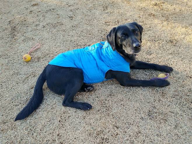 구조견으로 9년 활동하며 인명 구조에 힘쓴 소백이의 모습. 이현주씨 제공