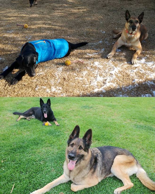 위쪽 하늘색 외투를 입은 강아지부터 시계방향으로 소백, 승리, 대담, 세빈. 현주씨 집 앞마당에서 여유있는 시간을 보냈다. 이현주씨 제공