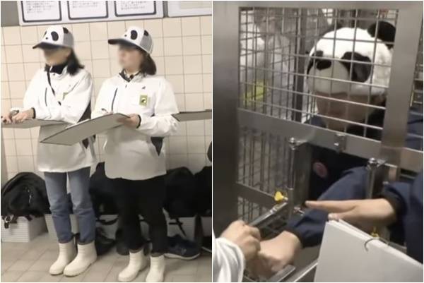 일본의 한 동물원이 중국으로 모두 반환한 판다를 대신해 직원들이 판다 흉내를 내는 이색 프로그램을 운영하고 있다. ABCTV 뉴스 캡처
