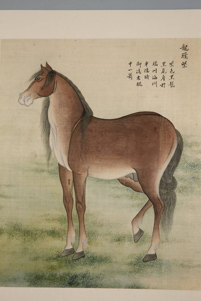 '팔준도첩' 중 ‘용등자(龍騰紫)’, 42.5 x 34.5cm /e뮤지엄