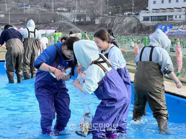 ▲ 맨손 인삼 송어 잡기 체험을 하고 있는 모습. 박지윤 기자
