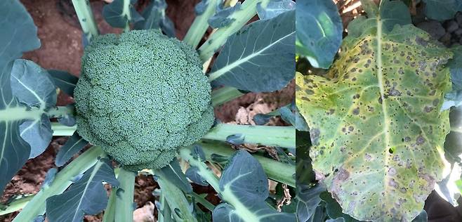 건강한 상태의 브로콜리(사진 왼쪽)와 잎에 검은무늬병이 발생한 모습. 제주도 농업기술원 제공