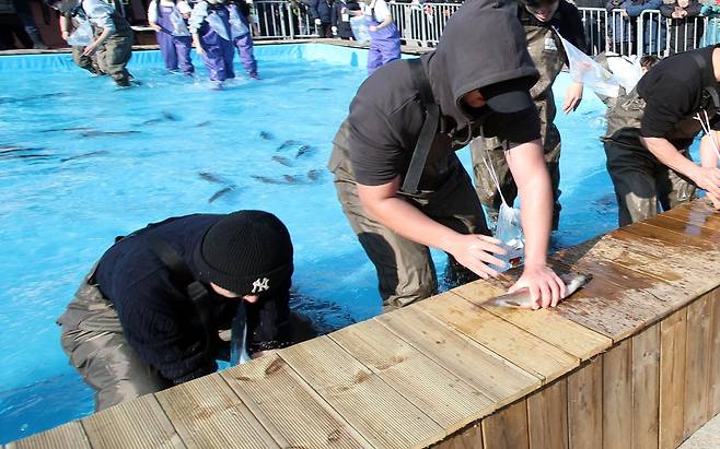 홍천강 꽁꽁축제 송어맨손잡기 체험 [홍천군 제공.재판매 및 DB 금지]