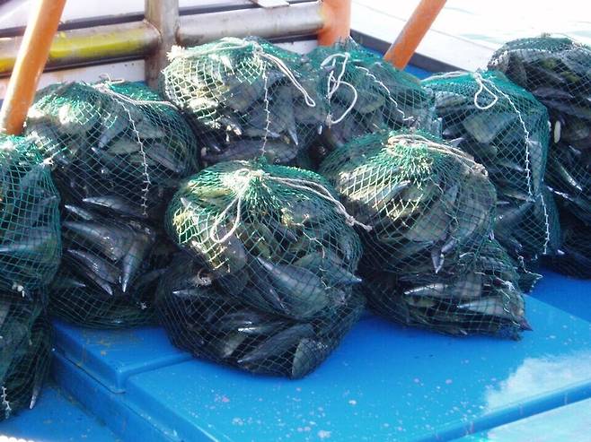 ▲&nbsp;어획한 키조개가 어망에 담겨 있는 모습. /사진제공=서해수산연구소
