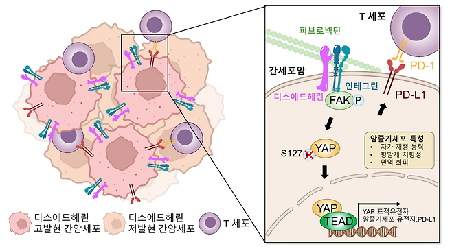 디스에드헤린에 의한 간암 악성화 및 면역 회피 기전 모식도.[GIST 제공]