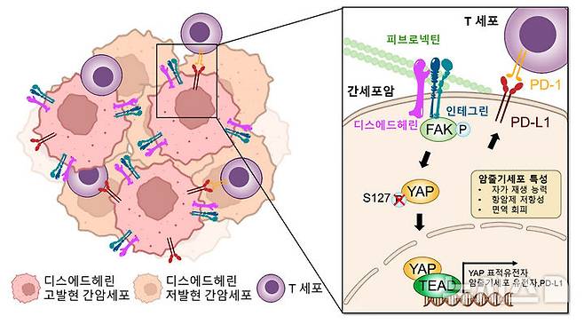 그래픽은 디스에드헤린에 의한 간암 악성화·면역 회피 기전 모식도. 디스에드헤린이 신호전달(FAK/YAP/TEAD)을 통해 암 줄기세포 유전자와 면역 회피 단백질(PD-L1)을 동시에 증가시키는 기전을 규명함. (그래픽=GIST 제공) photo@newsis.com