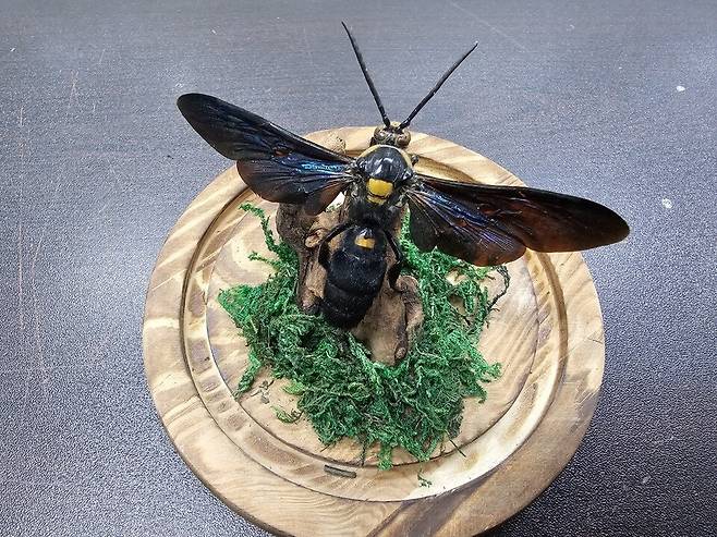 ▲&nbsp;프로커왕청사냥벌. /사진제공=인천나비공원