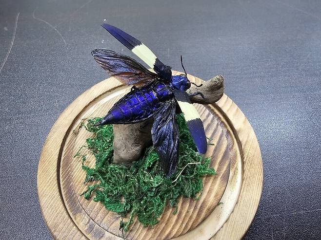 ▲&nbsp;카스텔라우디넓은흰띠비단벌레. /사진제공=인천나비공원