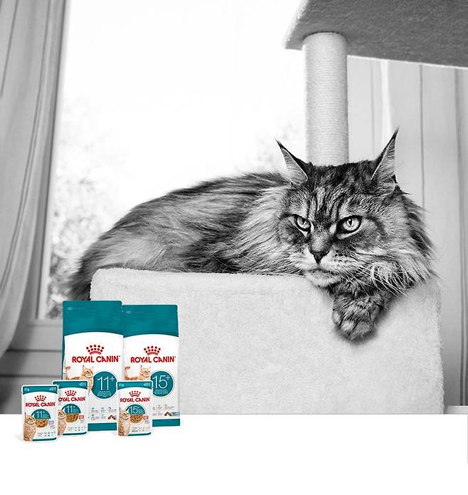 로얄캐닌의 노령묘 맞춤 신제품. 로얄캐닌 제공