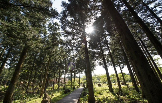 붉은오름 자연휴양림