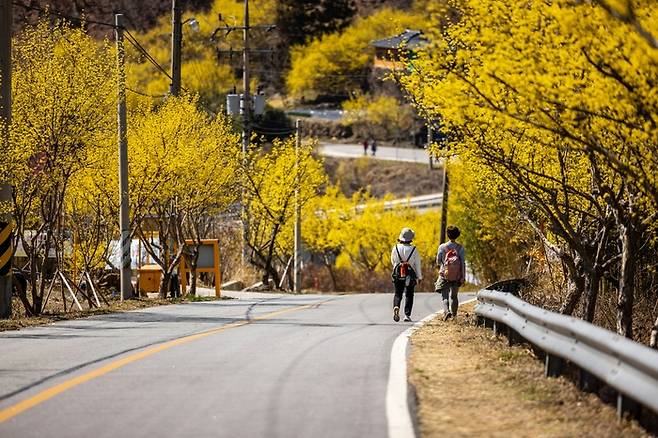 구례 산수유 / 사진= 언스플래쉬