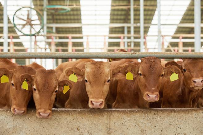 소.[게티이미지뱅크]