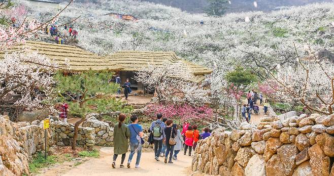 광양매화축제 모습. 광양시 제공