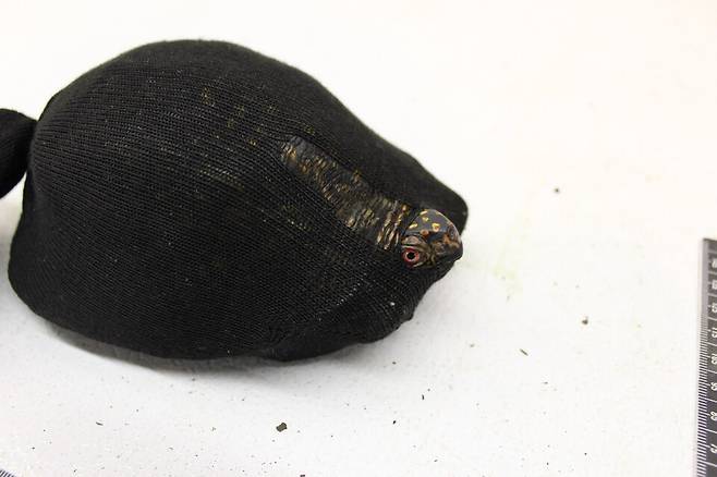 테이프로 묶인채 양말에 담긴 동부상자거북. (사진 USFWS)/뉴스펭귄