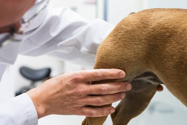 반려견이 갑자기 절뚝거리거나 다리를 들고 걷는 증상은 단순한 근육 문제를 넘어 관절 손상의 신호일 수 있다(클립아트코리아, 사진은 기사 내용과 무관함). ⓒ 뉴스1
