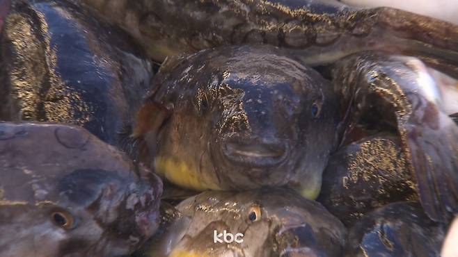 ▲ 복어 자료이미지&nbsp;