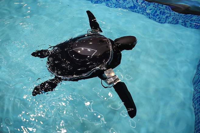The Beatbot RoboTurtle 'Turtini' prototype swimming turtle robot for monitoring water quality, studying wildlife and assisting disaster response is demonstrated during the annual Consumer Electronics Show (CES) in Las Vegas, Nevada on Jan. 7. [AFP/YONHAP]