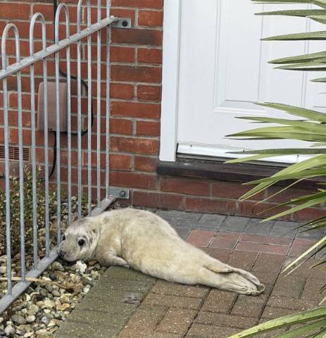 [해양 및 야생동물 구조단체 SNS 캡처]