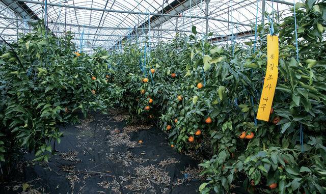 정씨는 2310㎡에 달코미를 심어 지난해 6t을 수확했다.