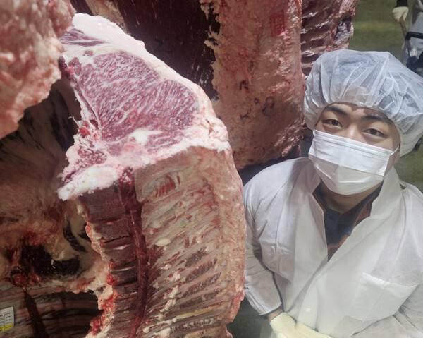 제주도 역대 최고 등심 단면적을 기록한 한우 암소의 도축 후 모습.(사진=제주축산농협)