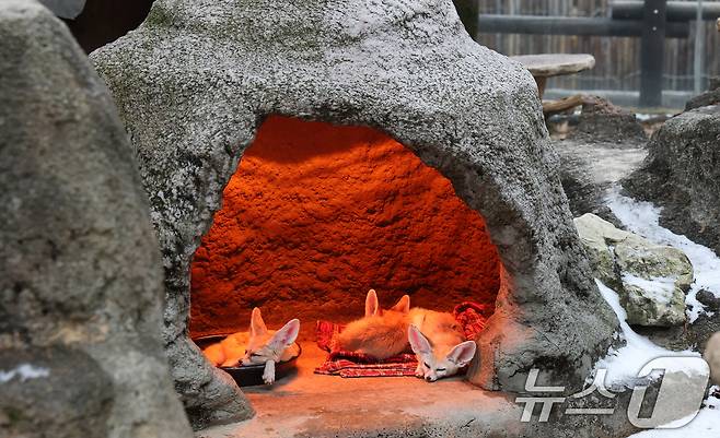 15일 경기 용인시 처인구 에버랜드에서 사막여우가 열등 아래서 따뜻하게 몸을 녹이고 있다. 2026.1.15/뉴스1 ⓒ News1 김영운 기자