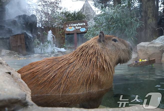 15일 경기 용인시 처인구 에버랜드에서 카피바라들이 김이 모락모락 피어오르는 온천에 몸을 담근 채 따뜻하게 온천욕을 즐기며 겨울을 나고 있다. 2026.1.15/뉴스1 ⓒ News1 김영운 기자