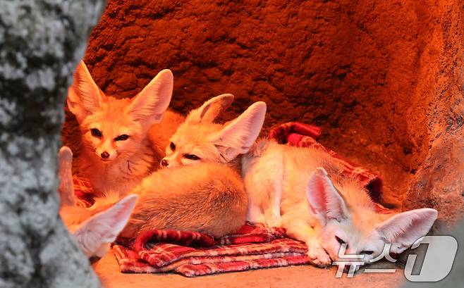 15일 경기 용인시 처인구 에버랜드에서 사막여우가 열등 아래서 따뜻하게 몸을 녹이고 있다. 2026.1.15/뉴스1 ⓒ News1 김영운 기자