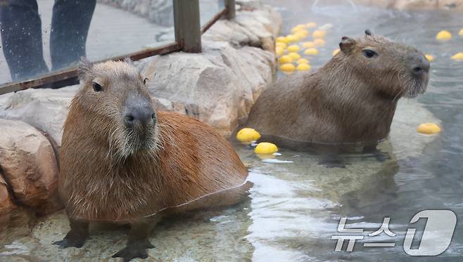 15일 경기 용인시 처인구 에버랜드에서 카피바라들이 김이 모락모락 피어오르는 온천에 몸을 담근 채 따뜻하게 온천욕을 즐기며 겨울을 나고 있다. 2026.1.15/뉴스1 ⓒ News1 김영운 기자
